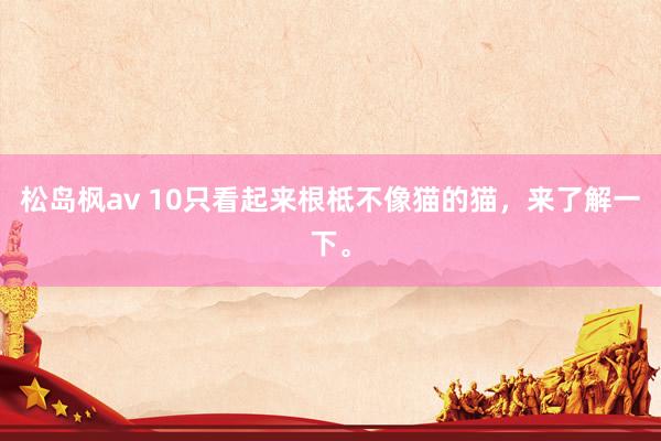 松岛枫av 10只看起来根柢不像猫的猫，来了解一下。